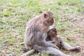 Baby monkey sucks the milk of it`s mother Royalty Free Stock Photo