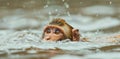 A baby monkey is swimming in the water Royalty Free Stock Photo