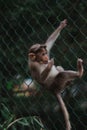 Baby Monkey Swinging on a fence in Bannerghatta National Park,India