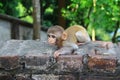 A baby monkey wants food from the visitors