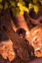 Baby monkey hiding under a tree with curiosity and fear in its eyes