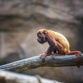 Baby of monkeyes Venezuelan Red Howlers on the tree branch