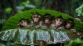 Baby Monkeys Sheltering Under Leaf in Rainforest