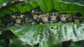 Baby Monkeys Sheltering Under Leaf in Rainforest