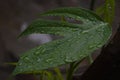 Baby monstera leaf