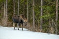 Baby moose, a calf Alces alces eating twig in the snow in the woods Royalty Free Stock Photo