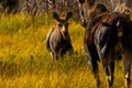 Baby Moose Coming to Mama Jackson Hole