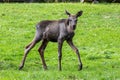 Baby of moose or elk, Alces alces is the largest extant species in the deer family Royalty Free Stock Photo