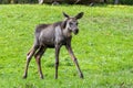 Baby of moose or elk, Alces alces is the largest extant species in the deer family Royalty Free Stock Photo
