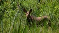 Baby moose peeking in a lush grassy meadow