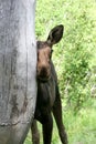 Baby moose scratching