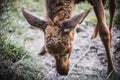 Baby Moose Searching for Food