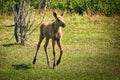 Baby moose seen in SmÃÂ¥land. An impressive experience