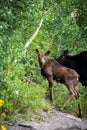 Baby Moose with Momma Royalty Free Stock Photo