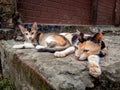 Baby and mother cat passing there leisure