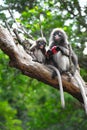 Baby and mother dusky leaf monkey
