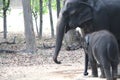 Baby and mother elephant