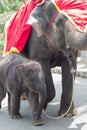 Baby and mother elephants in zoo Royalty Free Stock Photo