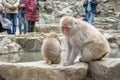 Baby and mother Japanese Macaque monkeys sitting by the hot spring. Tourists taking photos. Snow monkey park, Nagano, Japan Royalty Free Stock Photo