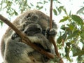 Baby and mother koala in eucalyptus tree, Australia