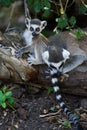 Baby and mother lemur lying Royalty Free Stock Photo