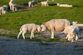 Baby and mother sheep love Royalty Free Stock Photo