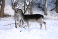 Baby mouflon