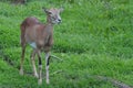 Baby mouflon on the green grass Royalty Free Stock Photo