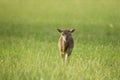 Baby mouflon in meadow