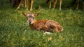 Baby mouflon resting in the nature