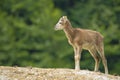Baby mouflon standing on a hill