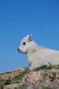 Baby Mountain Goat Close up Royalty Free Stock Photo
