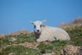 Baby Mountain Goat Royalty Free Stock Photo