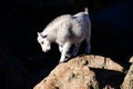 Baby mountain goat Royalty Free Stock Photo