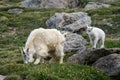 Baby Mountain Goat with its Mom in Mount Evans, Colorado Royalty Free Stock Photo