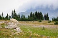 Baby Mountain Goat at Logan Pass Royalty Free Stock Photo