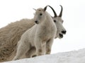 Baby Mountain Goat with Mom Royalty Free Stock Photo