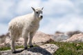 Baby Mountain Goat at Mount Evans, Colorado during summer. Royalty Free Stock Photo