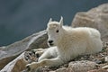 Baby Mountain Goat on Mt. Evans Royalty Free Stock Photo