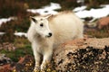 Baby Mountain Goat on Mt. Evans Royalty Free Stock Photo