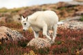 Baby Mountain Goat on Mt. Evans Royalty Free Stock Photo