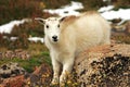 Baby Mountain Goat on Mt. Evans Royalty Free Stock Photo