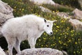 Baby Mountain Goat on Mt. Evans Royalty Free Stock Photo