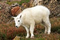 Baby Mountain Goat on Mt. Evans Royalty Free Stock Photo