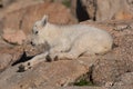 A Baby Mountain Goat Napping in the Sun