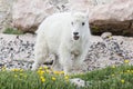 Baby Mountain Goat in a field of flowers at Mt. Evans, Colorado Royalty Free Stock Photo