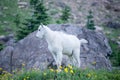 Baby Mountain Goat