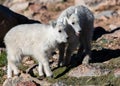 Baby Mountain Goat Twins Royalty Free Stock Photo