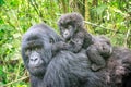 Baby Mountain gorilla on the back of his mother. Royalty Free Stock Photo