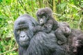 Baby Mountain gorilla on the back of his mother. Royalty Free Stock Photo